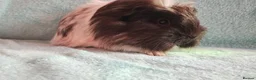 Guinea Pig rodents for sale: Funky baby boy guinea pigs ready now  - Advert 4