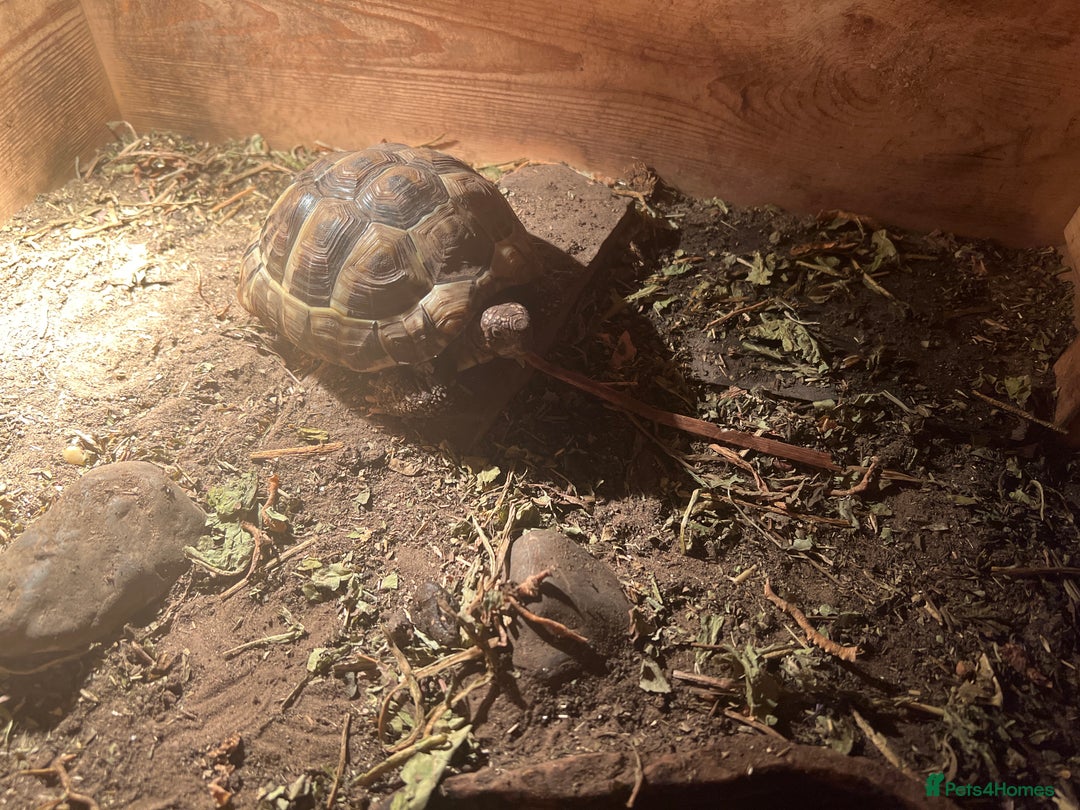Hermann Tortoise reptiles for sale: Male Hermann’ Tortoise - Advert 5