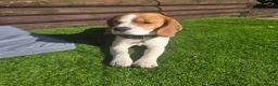 Beagle dogs for stud: Loki is our name- KC name is Fallowfield Chestnut  - Advert 9