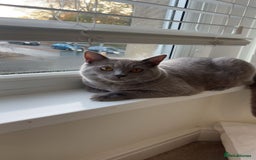 Mixed Breed cats for sale: Adorable Ragdoll Cross British Shorthair - Image 1