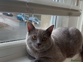 Mixed Breed cats for sale - Advert 1