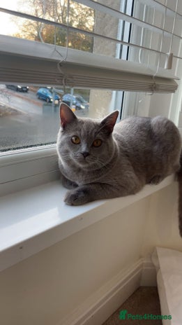 Mixed Breed cats - Advert 1