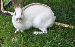 English Spot rabbits for sale: Torte English spot  - Image 4