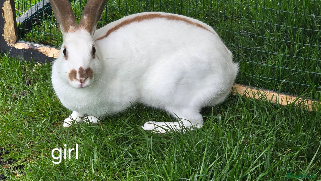 English Spot rabbits for sale: Torte English spot  - Image 4