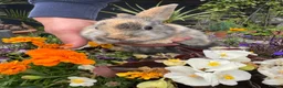 Netherland Dwarf rabbits for sale: Netherland dwarf bunny rabbits silly tame - Advert 14