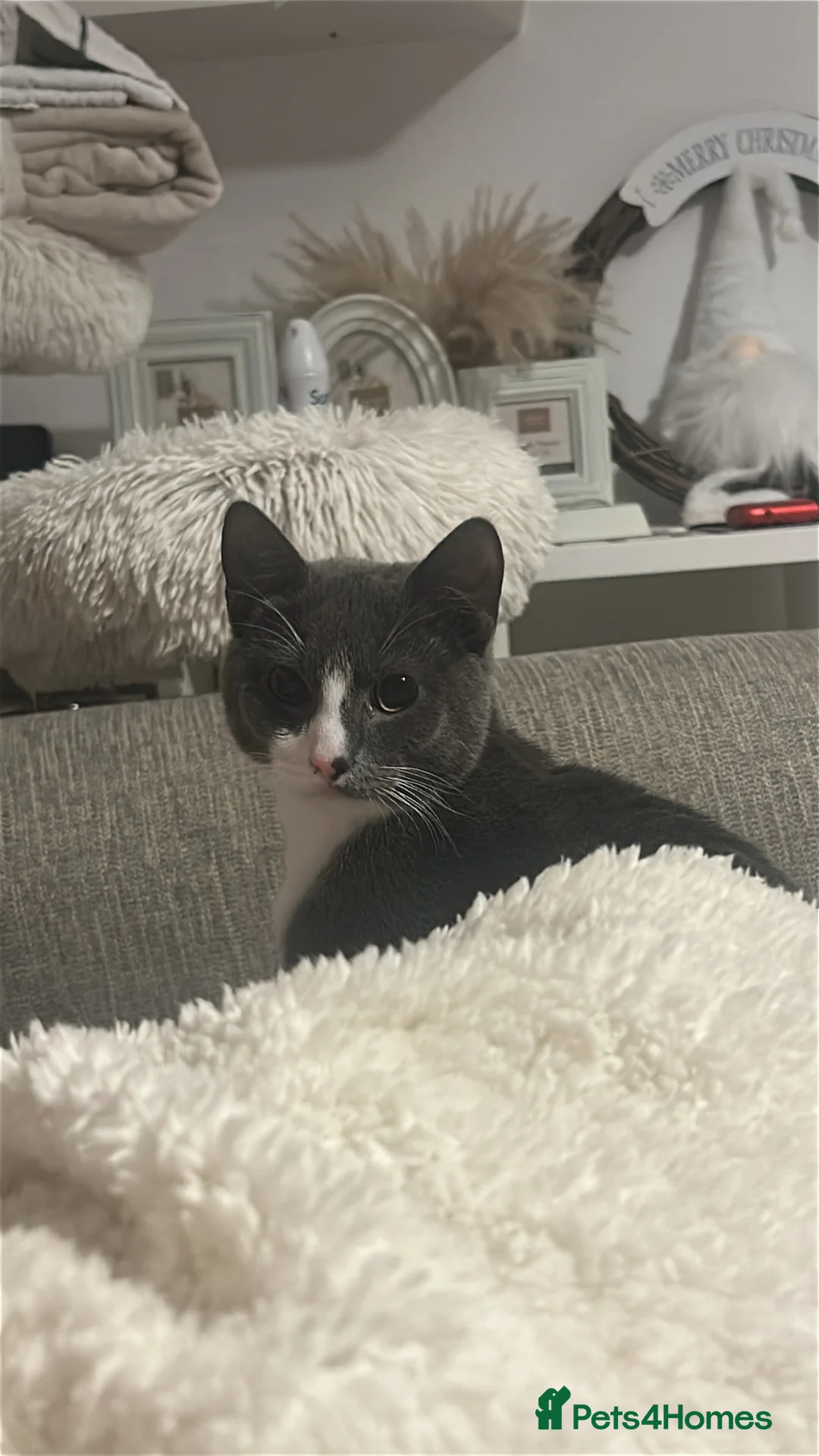 Mixed Breed cats for sale: Kitten for Sale  - Advert 1