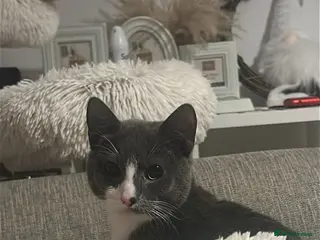 Mixed Breed cats Kitten for Sale - Advert 12