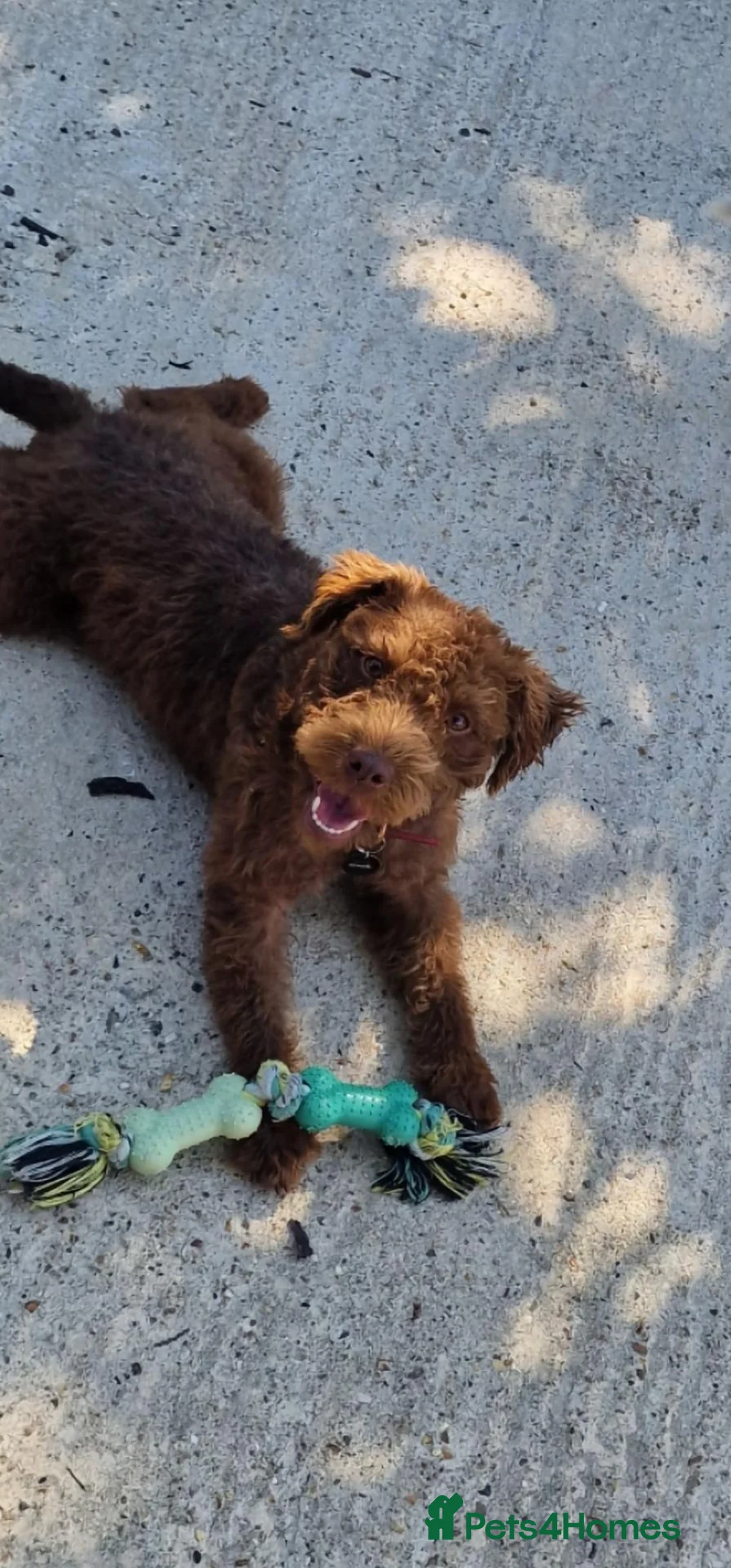 Patterdale Terrier dogs for sale: Patterdale pups nick stevens lines - Advert 1
