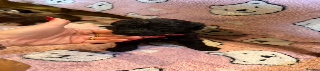 Puppy 5 - Jet black boy