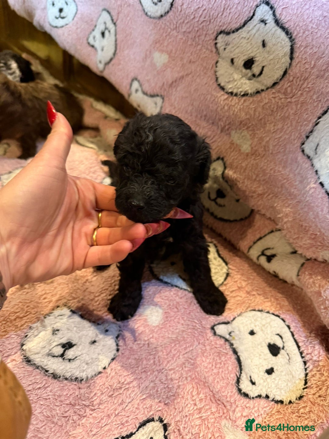 Toy Poodle dogs for sale: Exquisite Toy Poodle pups - Health tested parents - Image 16