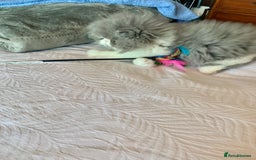 Persian cats for sale: GCCF Reg,Persian Kittens - Image 6