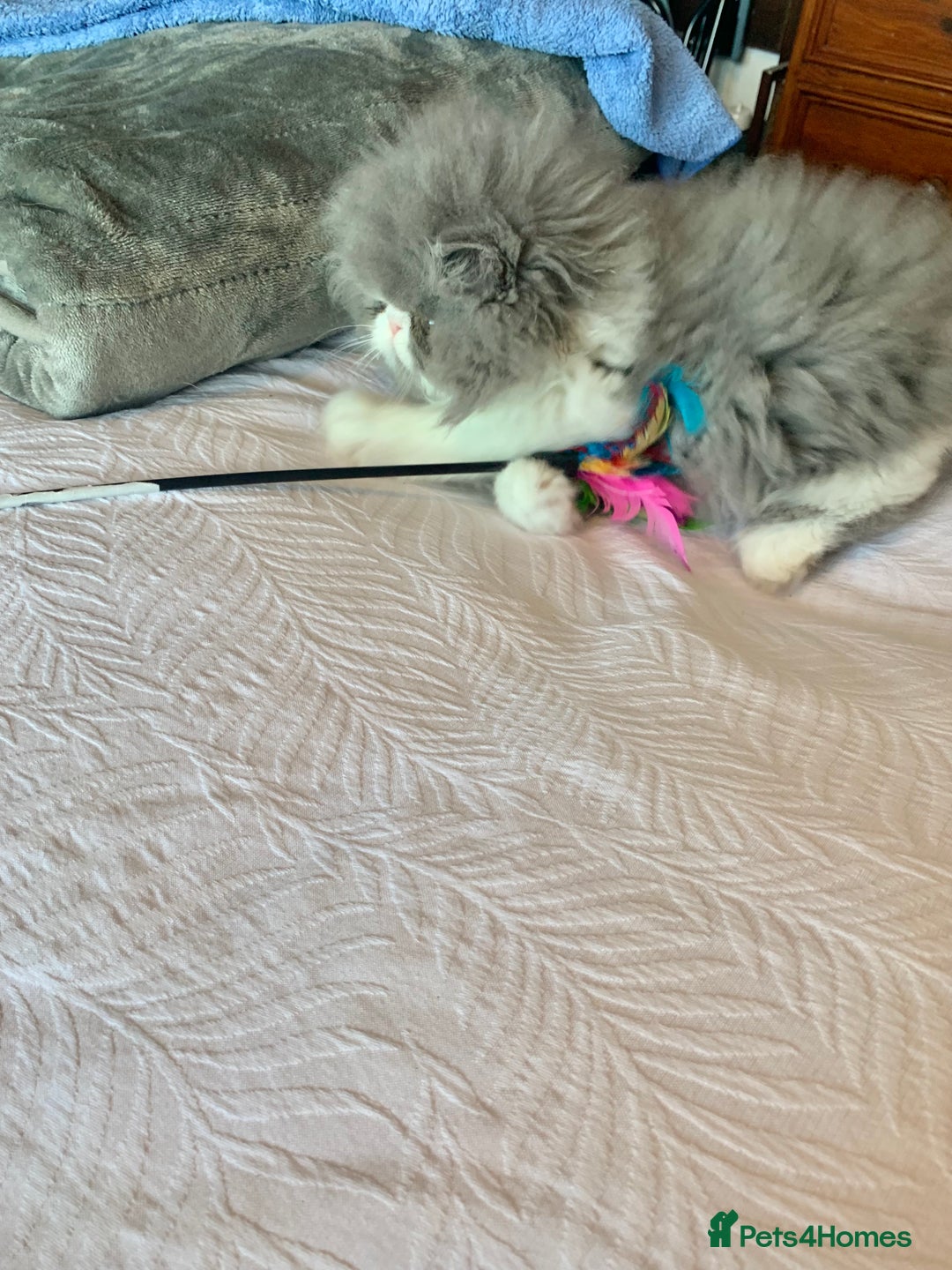 Persian cats for sale: GCCF Reg,Persian Kittens - Image 6