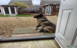 Akita dogs for sale: 4 year old Akita  - Image 31