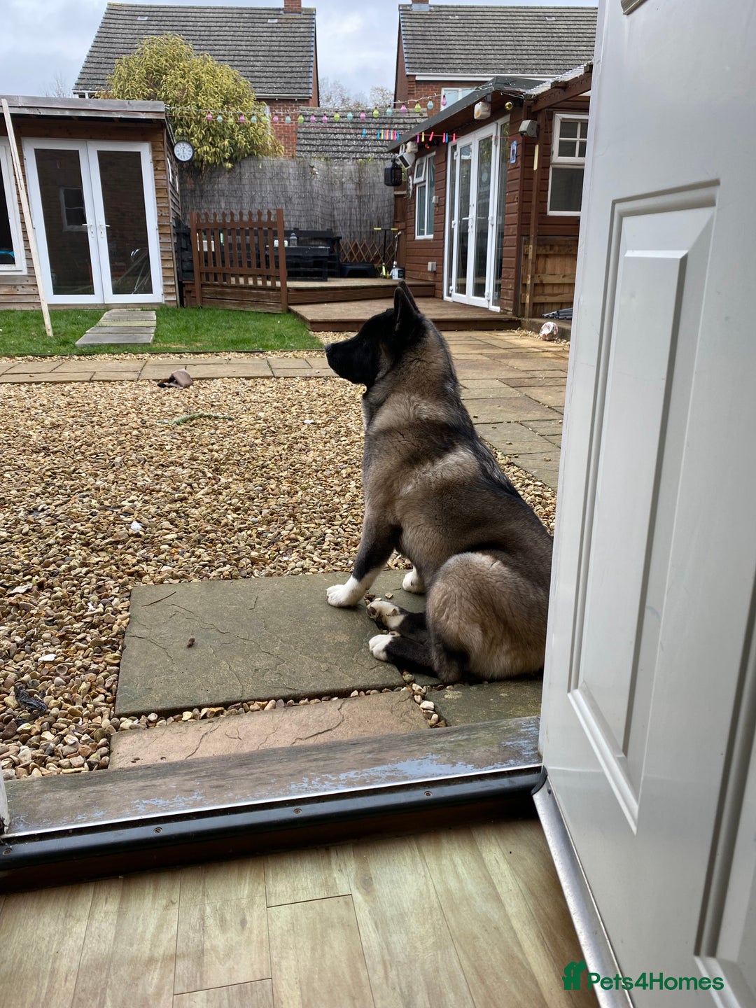 Akita dogs for sale: 4 year old Akita  - Image 31