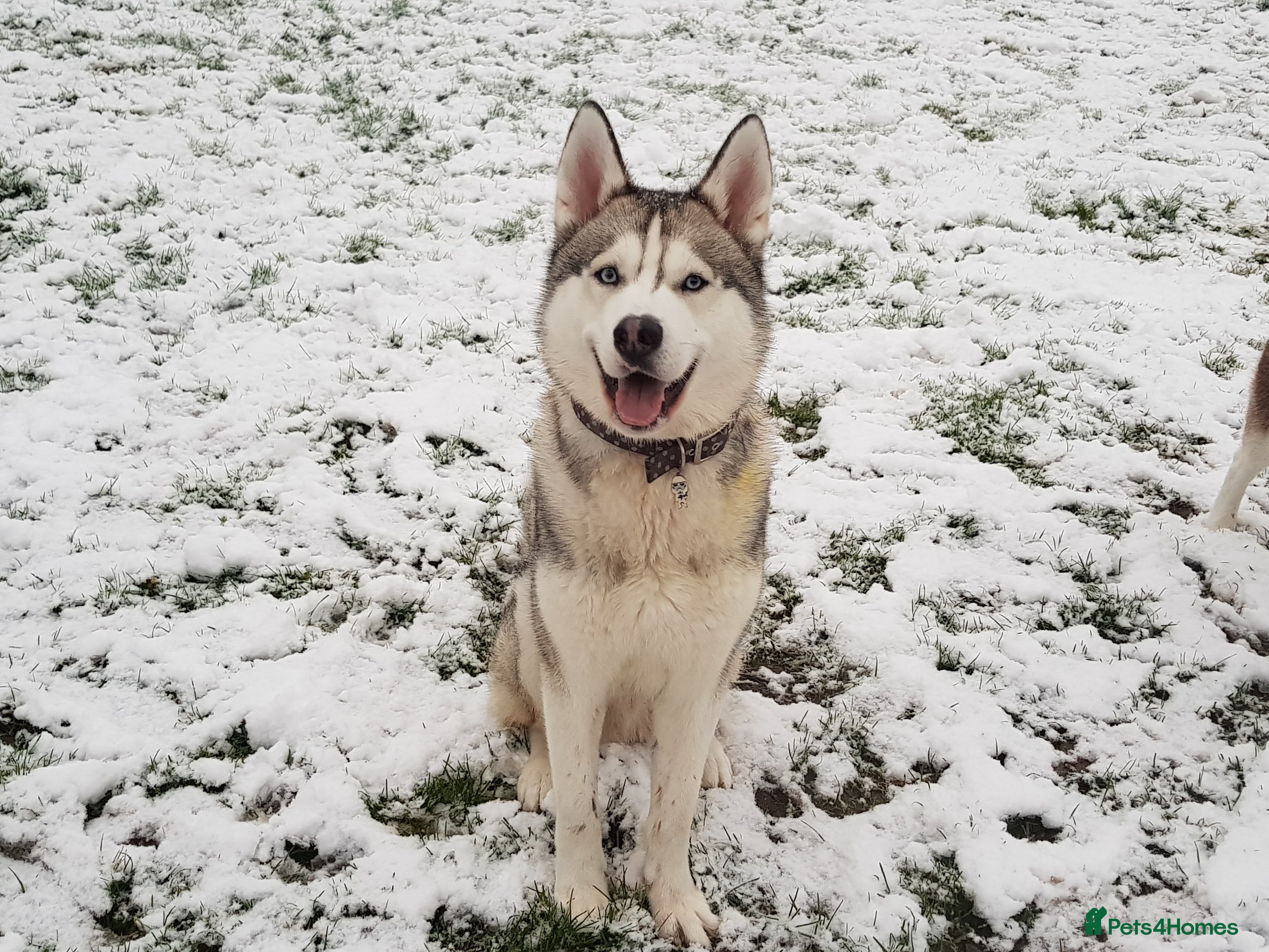 Siberian Husky dogs *STUD* - Advert 2