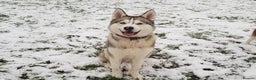 Siberian Husky dogs for stud: *STUD* - Advert 1