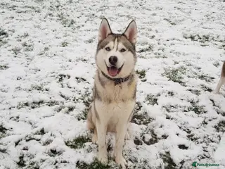 Siberian Husky dogs *STUD* - Advert 5