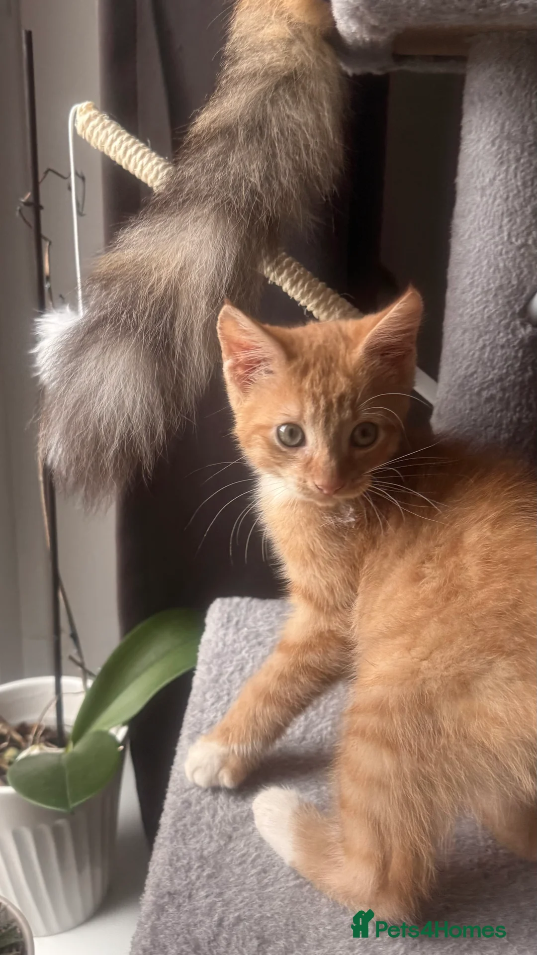 Mixed Breed cats for sale: Mixed breed  - Advert 2