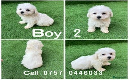 Poodle dogs for sale: Poodles pups for forever home - Image 21