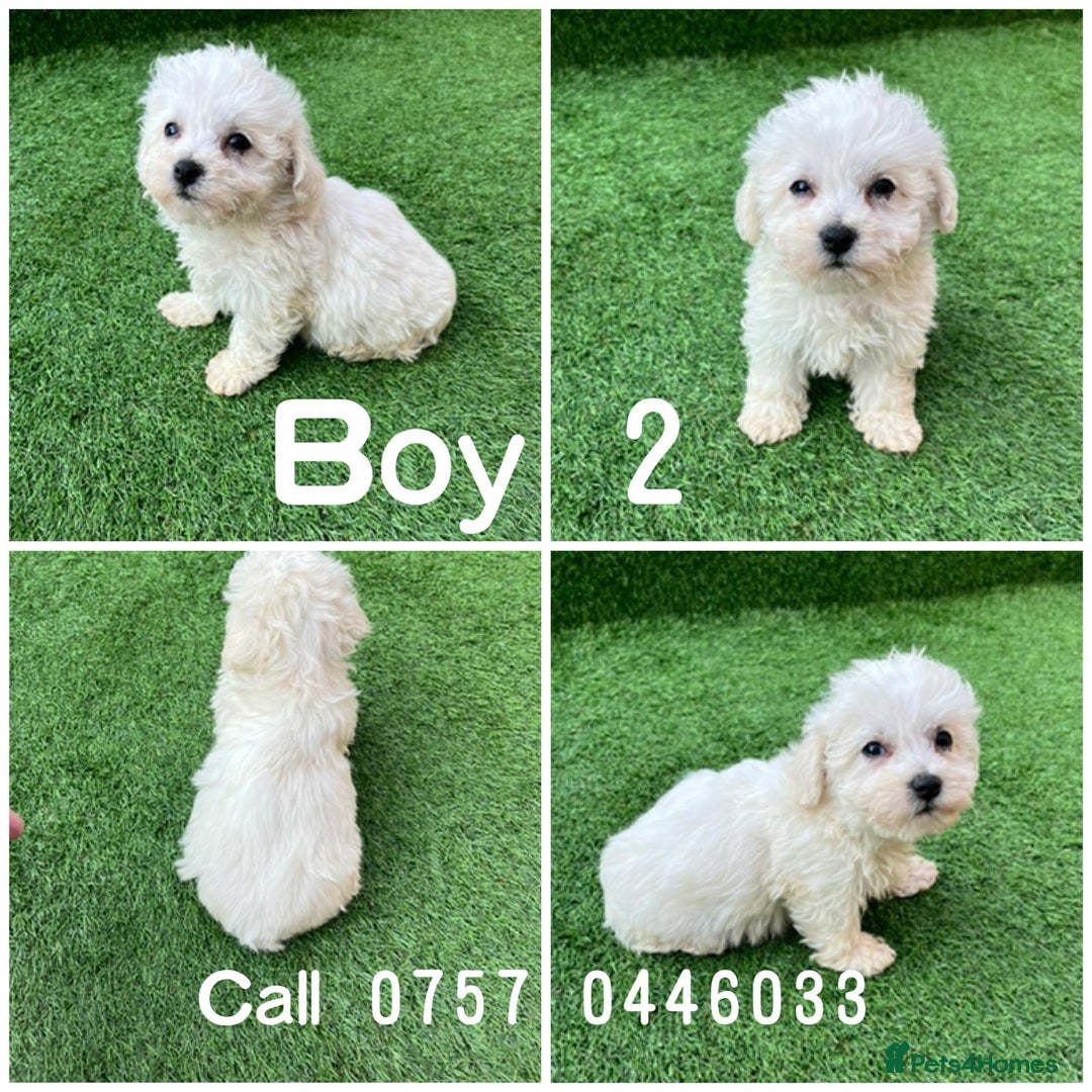 Poodle dogs for sale: Poodles pups for forever home - Image 21