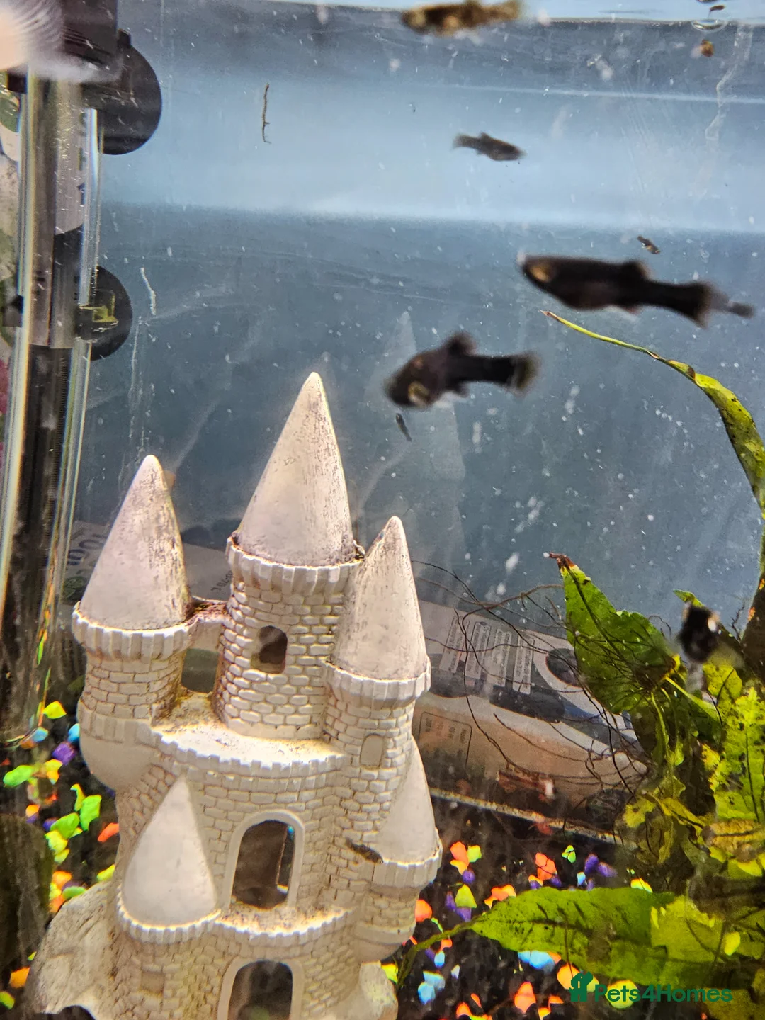 Mollies fish for sale: Mollies fish for sale in ELY - Advert 2