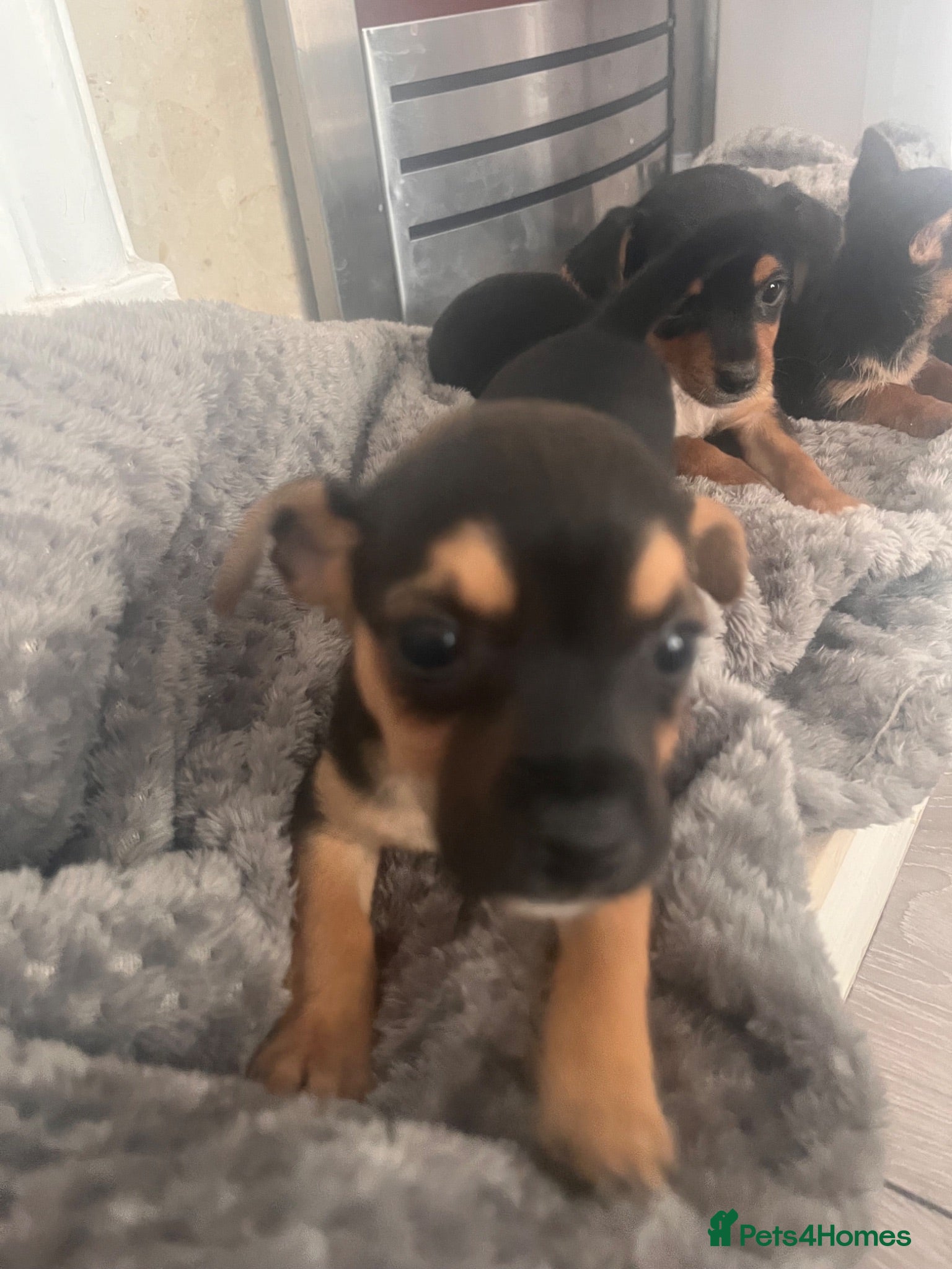 Mixed Breed dogs Chorkie - Advert 14