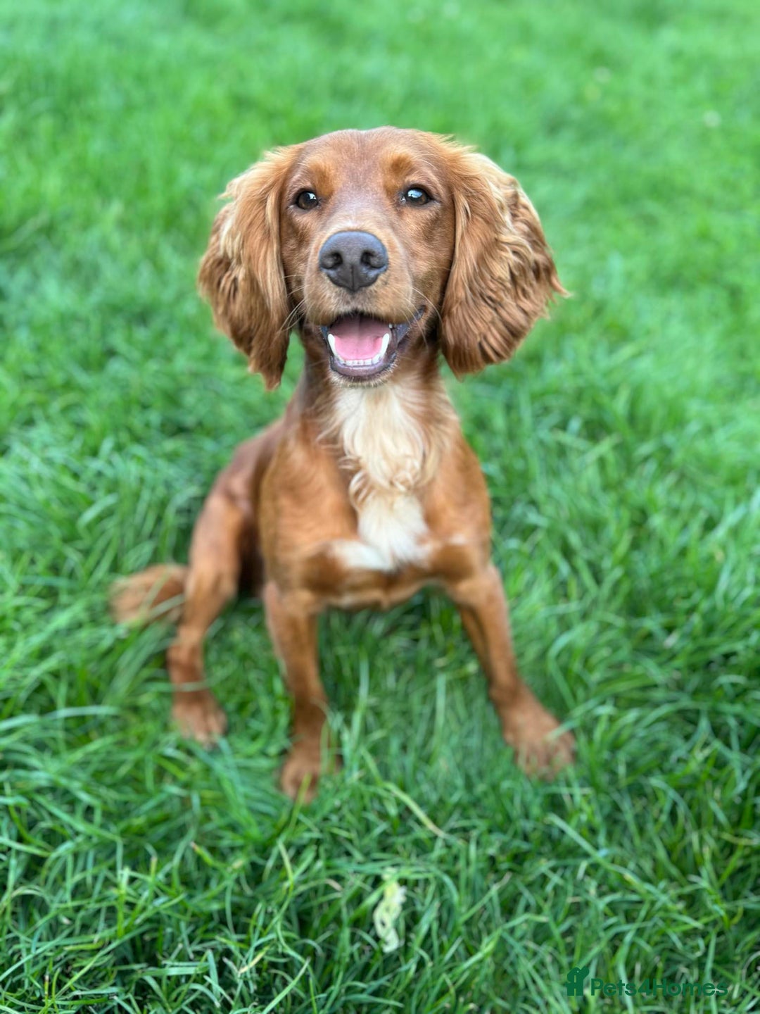 Cocker Spaniel dogs for stud: Proven Red KC REG Working Cocker Spaniel STUD in Chelmsford - Advert 7