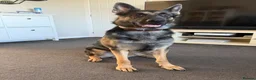 German Shepherd dogs for sale: Lovely German Shepherd for sale - Advert 3