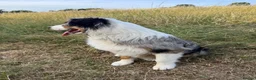 Australian Shepherd dogs for sale: Beautiful Blue Merle Australian Shepherd Girl💖 - Advert 5