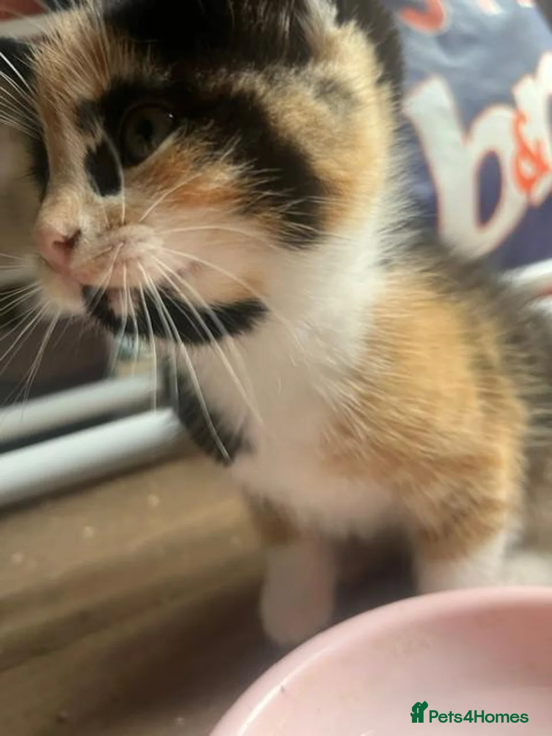 Domestic Shorthair cats for sale: 2 Domestic Shorthairs  - Advert 9