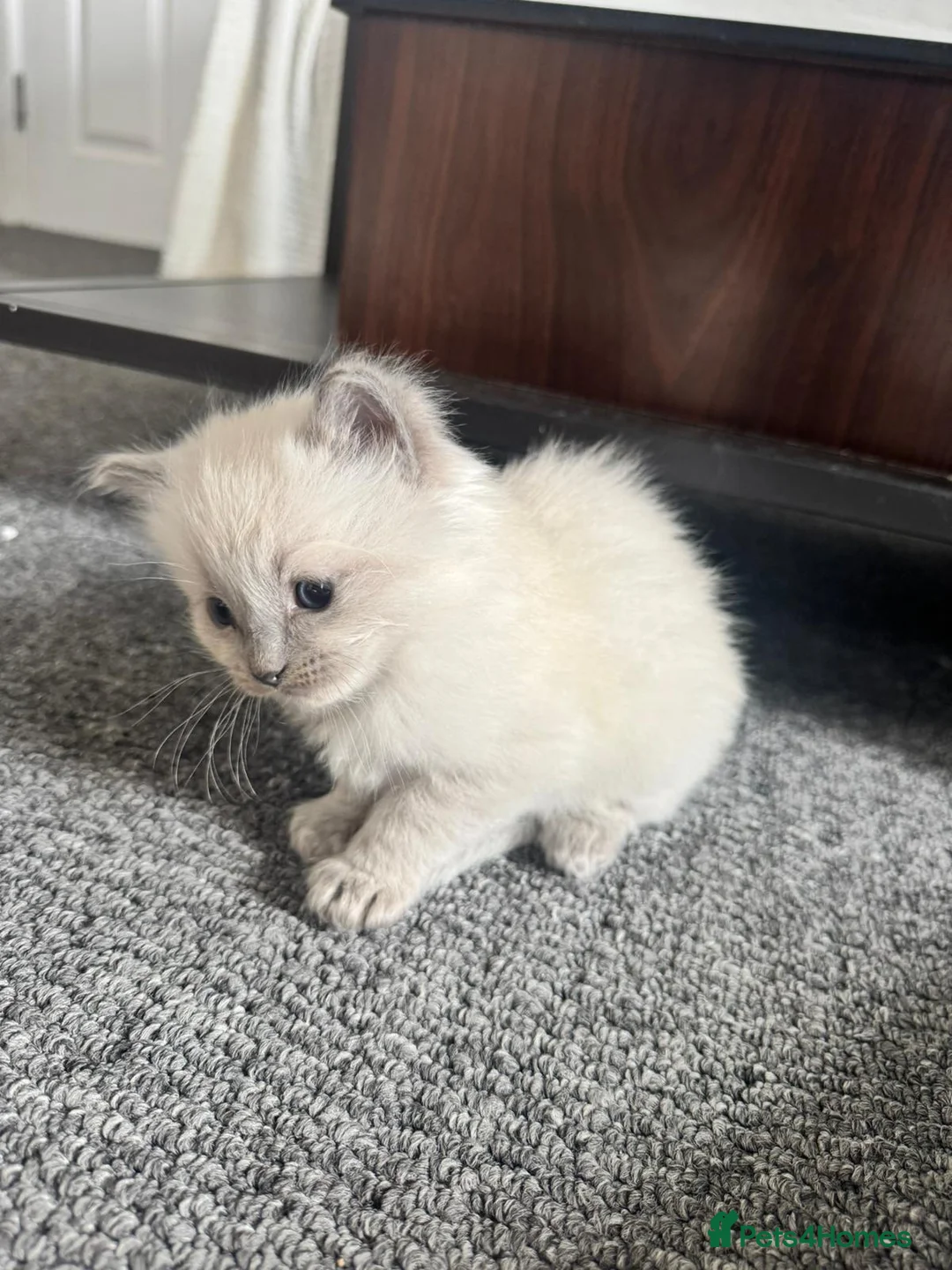 Ragdoll cats for sale: Sweet & Fluffy Ragdoll Kittens 💙 - Advert 2