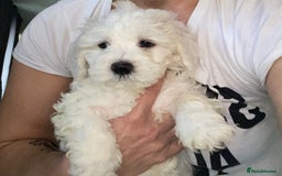 Maltese dogs for sale: Stunning Purebred Maltese Boys Puppies  - Image 5