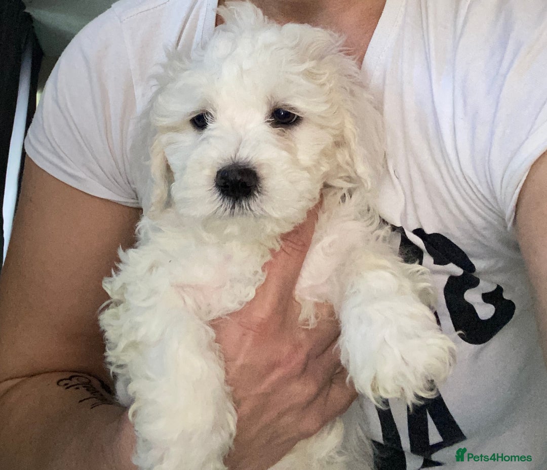 Maltese dogs for sale: Stunning Purebred Maltese Boys Puppies  - Image 5