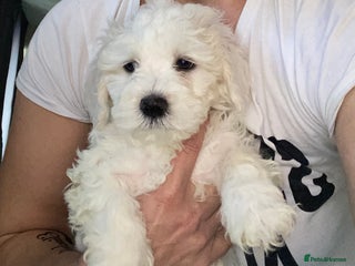 Maltese dogs - Advert 5