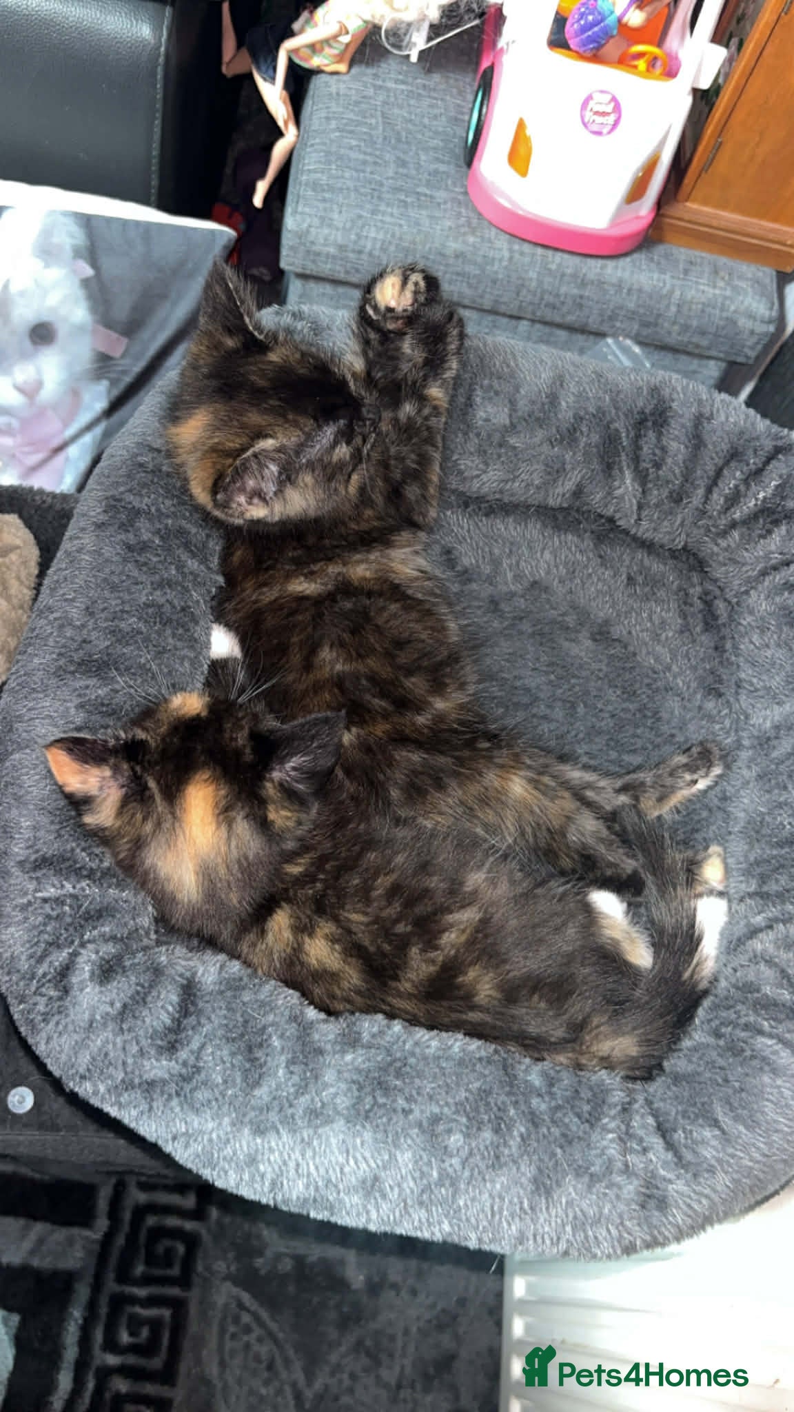 Mixed Breed cats Cats for adoption! - Advert 12