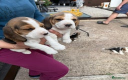 Beagle dogs for sale: Beagle puppies ready soon💕 - Image 20