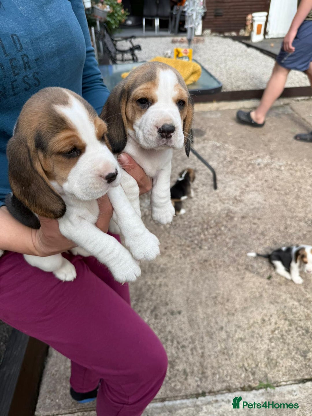Beagle dogs for sale: Beagle puppies ready soon💕 - Image 20
