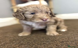 Cockapoo dogs for sale: Stunning F1 Cocapoos - Image 12