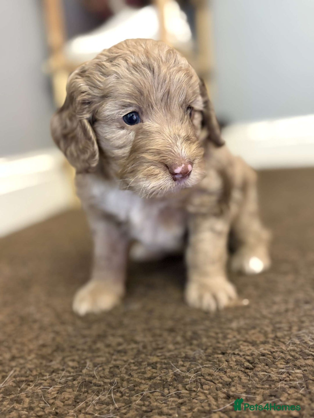 Cockapoo dogs for sale: Stunning F1 Cocapoos - Image 12