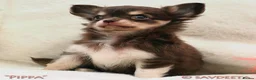 Chihuahua dogs for sale: Adorable KC Reg Long-coat Chihuahua Puppy - Advert 3