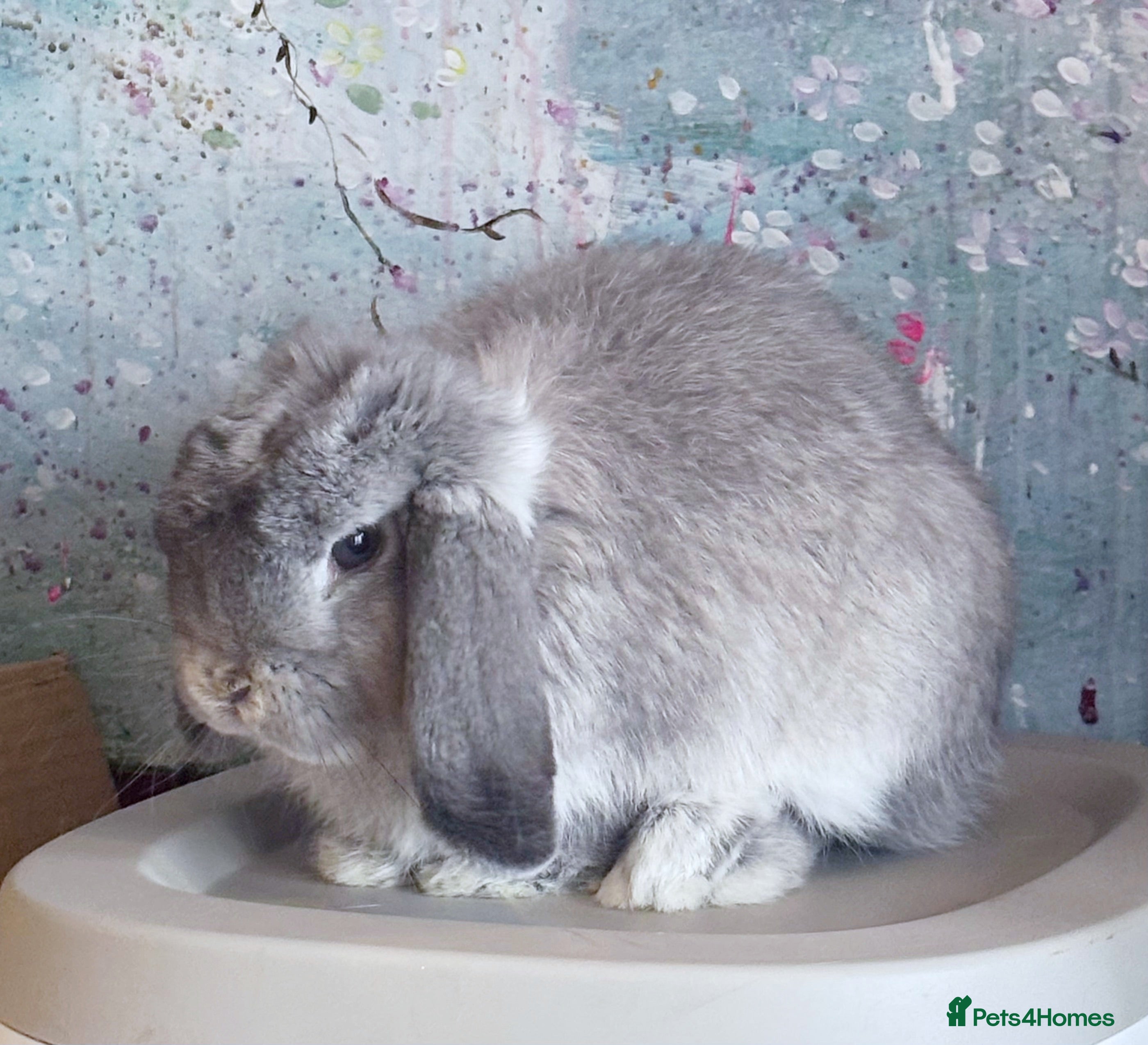 Mini Lop rabbits Beautiful Lilac Chin Mini Lop Buck Available - Advert 7