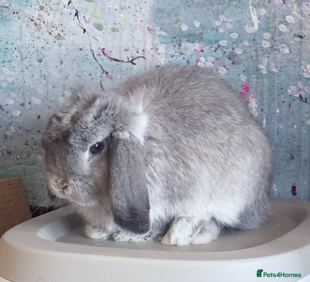 Mini Lop rabbits for sale: Beautiful Lilac Chin Mini Lop Buck Available - Advert 1