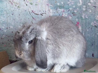 Mini Lop rabbits Beautiful Lilac Chin Mini Lop Buck Available - Advert 3