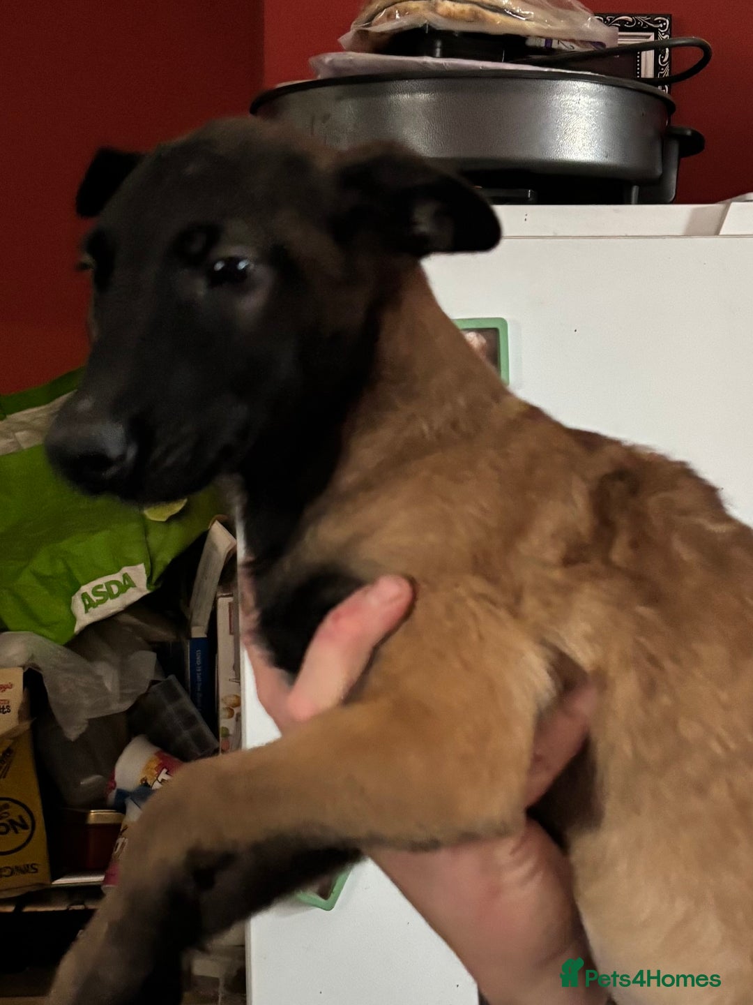 Belgian Shepherd Dog dogs for sale: Belgian Malinois puppy LILO - Image 16