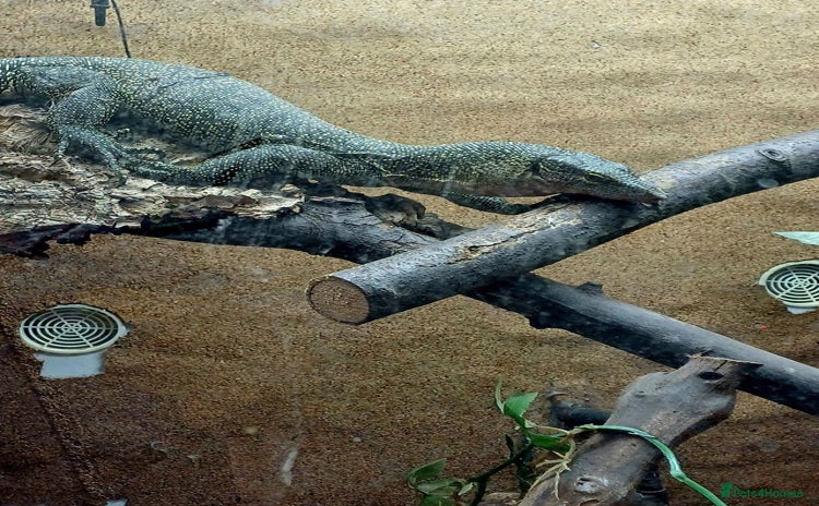 Monitor reptiles - Advert 1