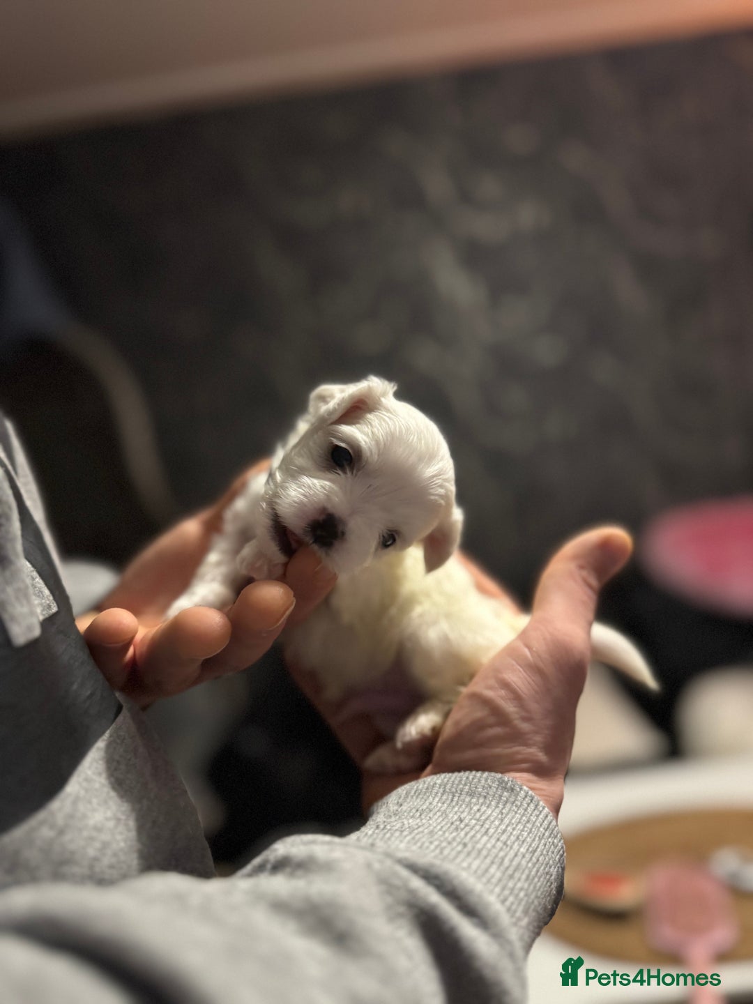 Maltese dogs for sale: >>> BEAUTIFULLY  **  PUPPIES POSSIBLE !!!<<< - Advert 8