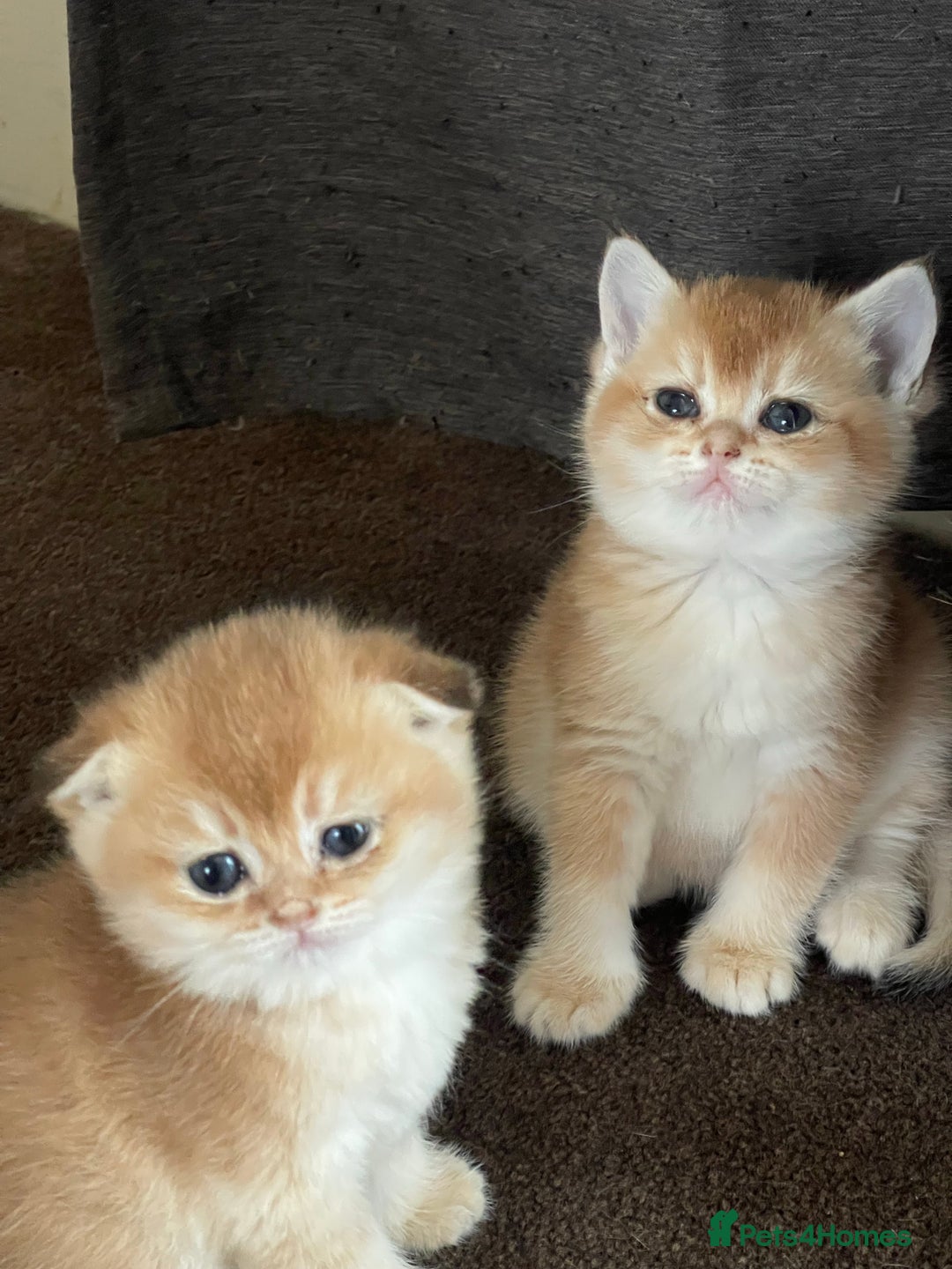 Scottish Fold cats for stud: GOLD CHINCHILLA SCOTTISH STRAIGHT PEDIGREE. STUD in London - Advert 14