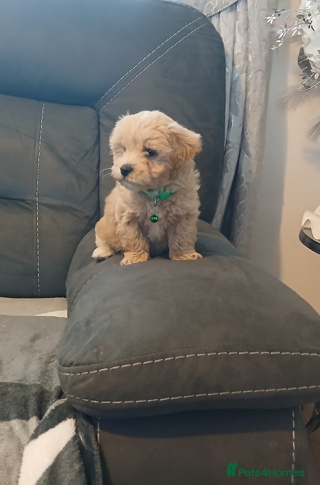 Maltipoo dogs for sale: Maltipoo puppies - Advert 3