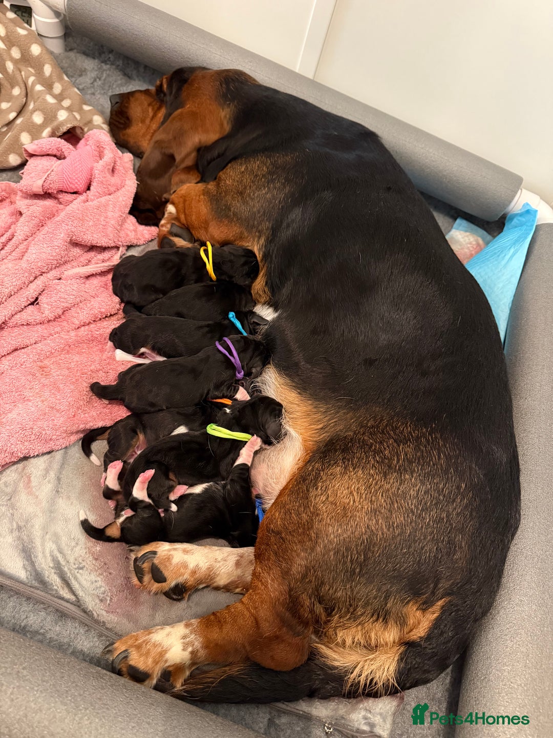 Basset Hound dogs for sale: Beautiful Basset Hound Puppies - Image 5