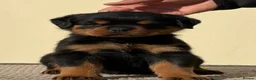 Rottweiler dogs for sale: 🩶 Beautiful Rottweiler Puppies 🩵 - Advert 8